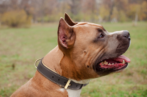 Walking Dog Collar on Amstaff