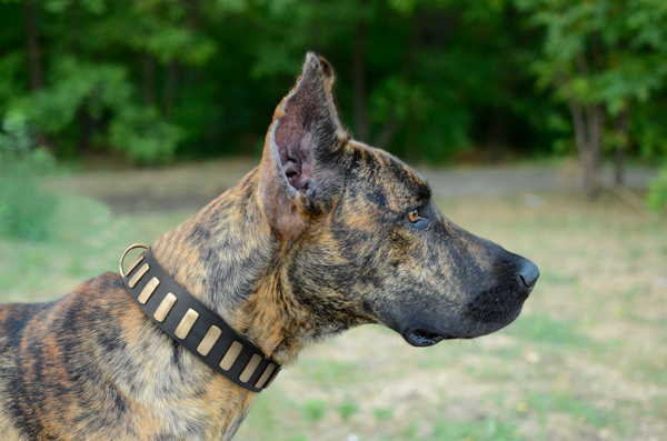 Leather Walking Dog Collar on Great Dane