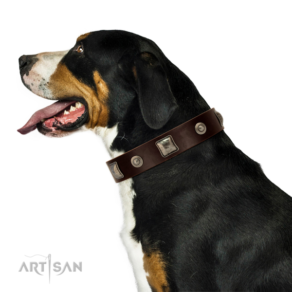 Extraordinary walking white leather Swiss Mountain Dog collar with decorations
