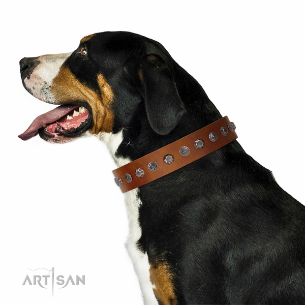 Extraordinary walking tan leather Swiss Mountain Dog collar with chic decorations