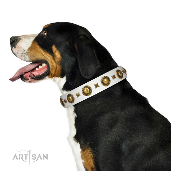 Elegant walking white leather Swiss Mountain Dog collar with fashionable decorations