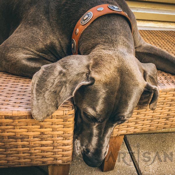 Tan leather Great Dane collar crafted for Gracie