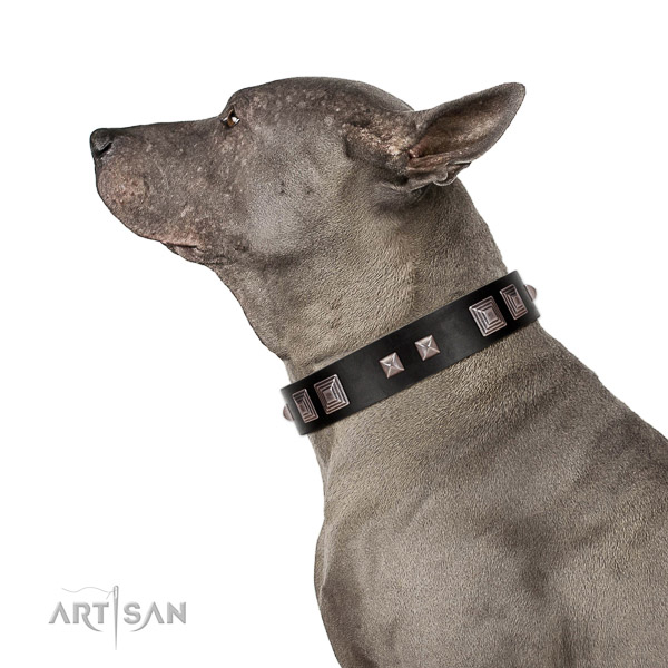 Extraordinary walking black leather Thai Ridgeback collar of premium quality