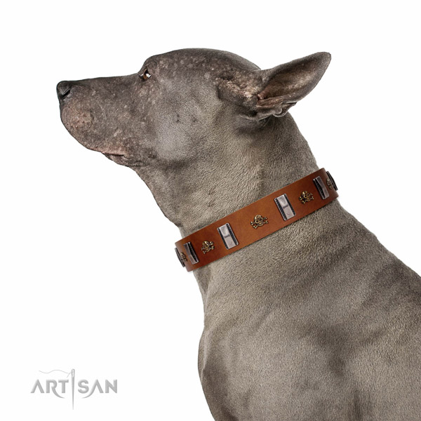 Walking top-notch quality walking leather Thai Ridgeback collar