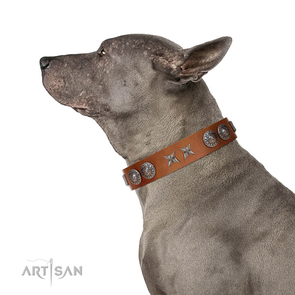 Extraordinary walking tan leather Thai Ridgeback collar with chic decorations