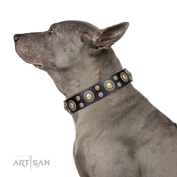 Thai Ridgeback exquisite leather dog collar with embellishments