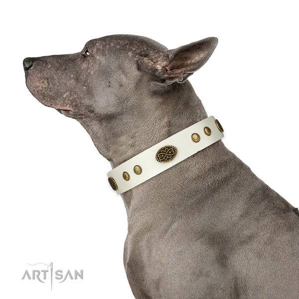 Thai Ridgeback comfy wearing dog collar of flexible leather