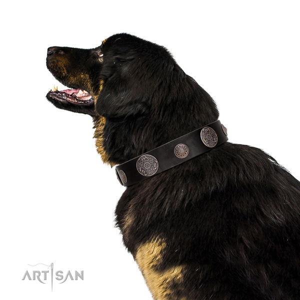 Incredible quality leather Tibetan Mastiff collar for better handling