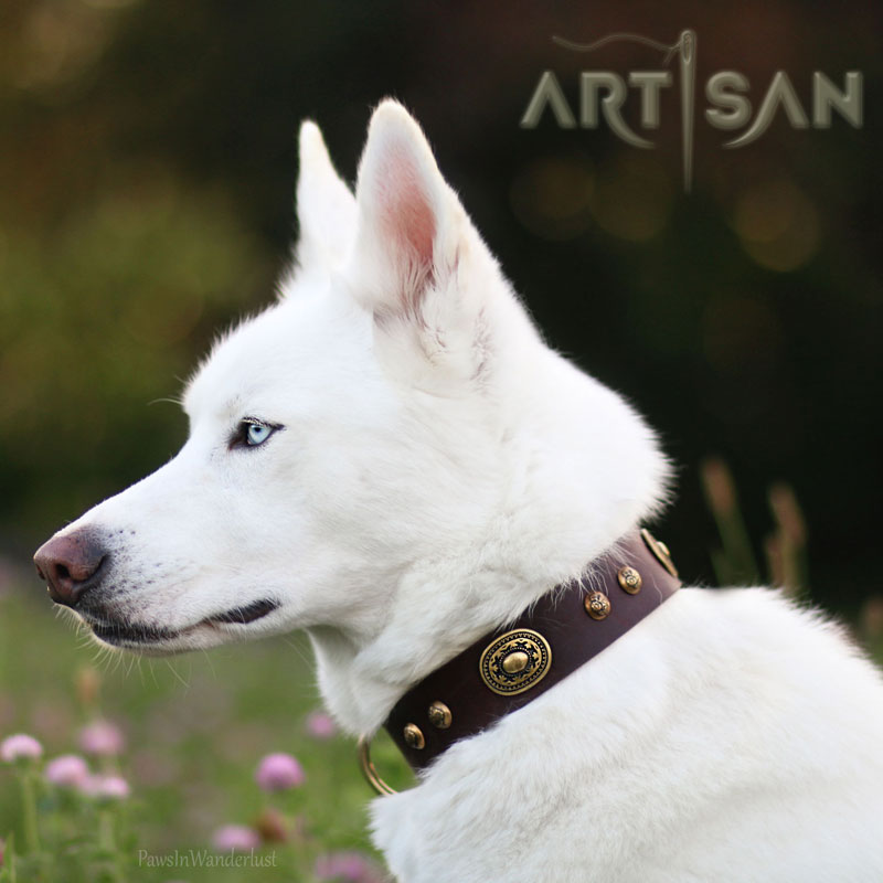 husky dog collars