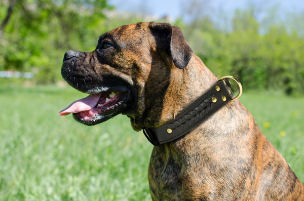 Stylish Leather Dog Collar on Boxer