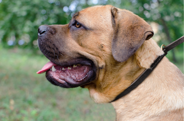 Reliable Leather Dog Collar on Cane Corso