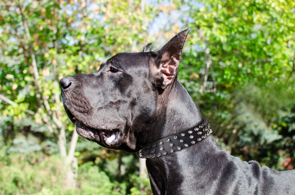 Fashionable Walking Leather Dog Collar on Great Dane