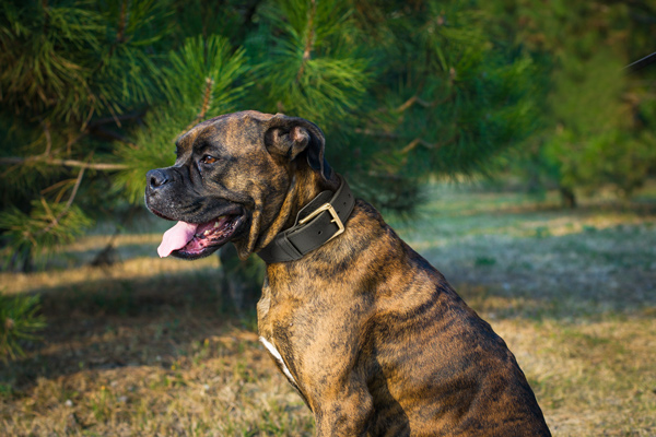 Dog Collar Made of Leather on Boxer