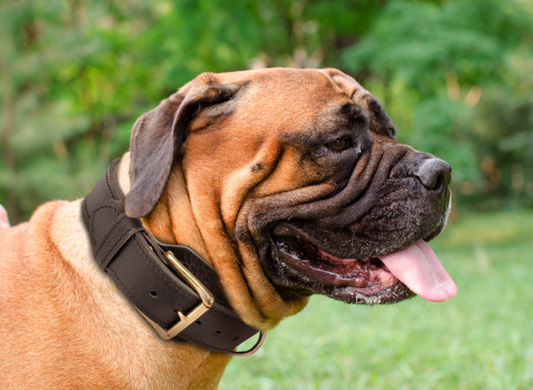 Training Leather Dog Collar on Bullmastiff