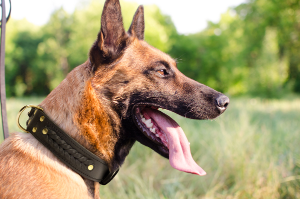 Walking Leather Dog Collar on Belgian Malinois