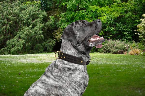 Walking Dog Collar Made of Leather