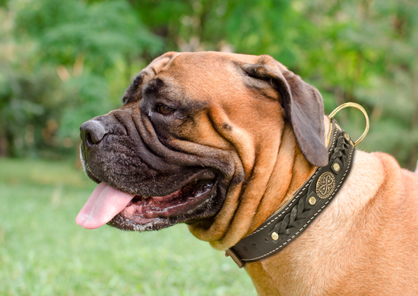 Reliable Walking Dog Collar on Bullmastiff