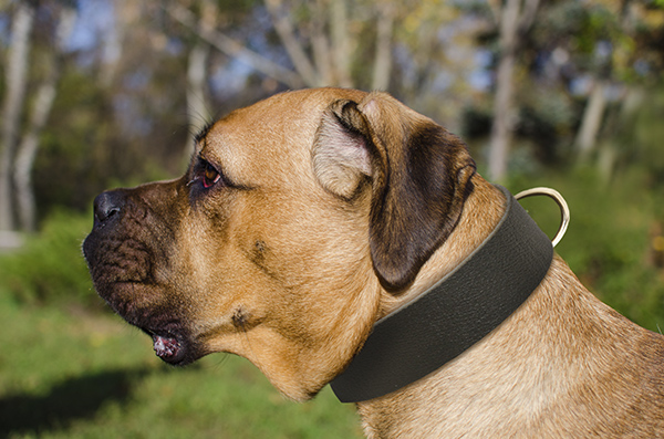 Training Leather Dog Collar on Cane Corso