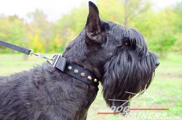 Nylon Riesenschnauzer collar for training