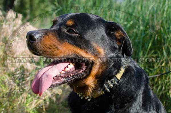 Training Rottweiler Dog Collar