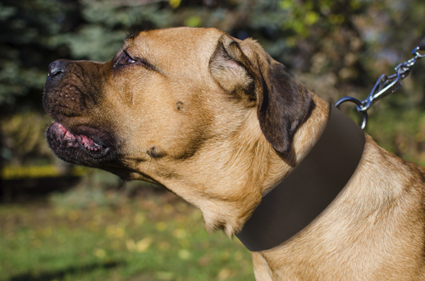 Wide Leather Dog Collar on Cane Corso