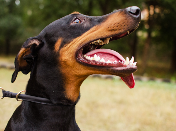 Strong Silent Leather Dog Collar