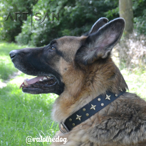 Refined black leather German Shepherd collar with decorations