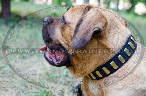 Cane Corso Collar with Brass Plates Riveted