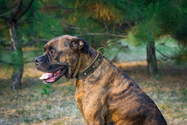 Padded Leather Dog Collar on Boxer