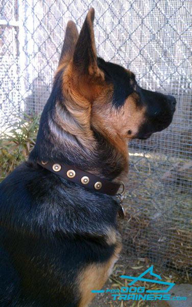 Leather German Shepherd Collar Adorned with Circles