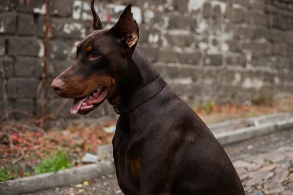 Dog Collar Made of Leather