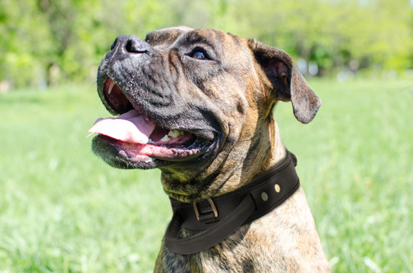 Training Leather Dog Collar on Boxer