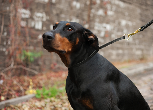 Walking Choke Collar on Doberman