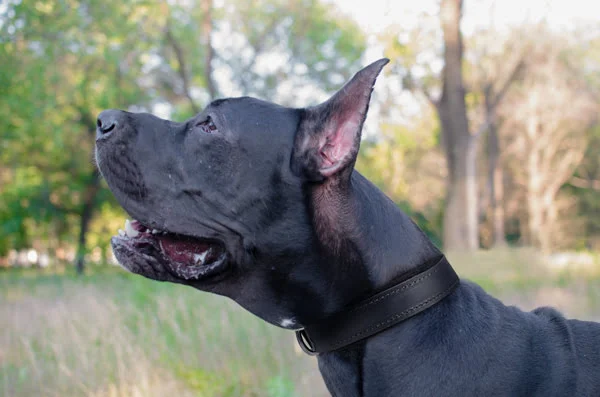 Leather Walking Dog Collar on Great Dane