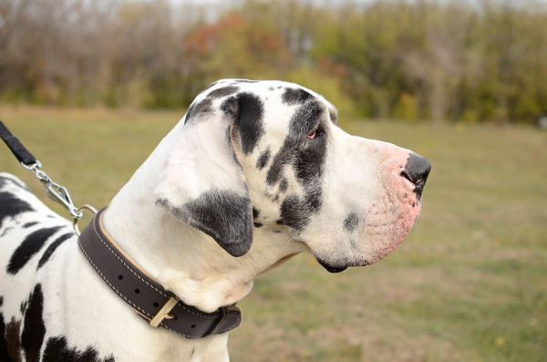 Padded Leather Dog Collar Made of Leather