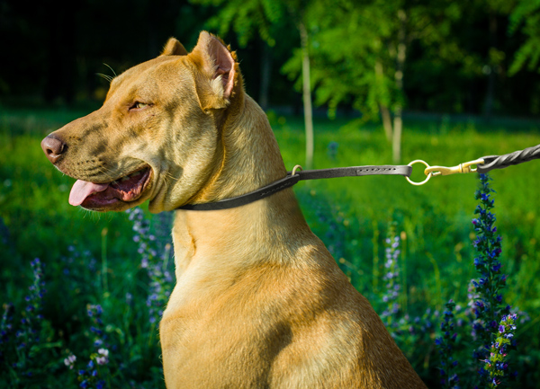 Dog Collar on Doberman Made of Leather