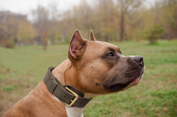 Leather Dog Collar on Amstaff