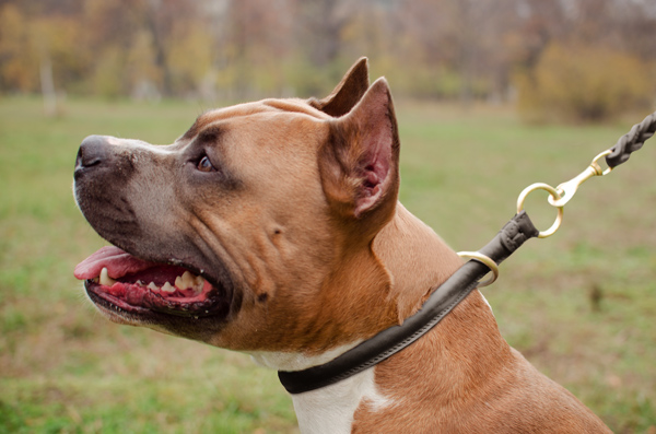 Walking Strong Leather on Amstaff