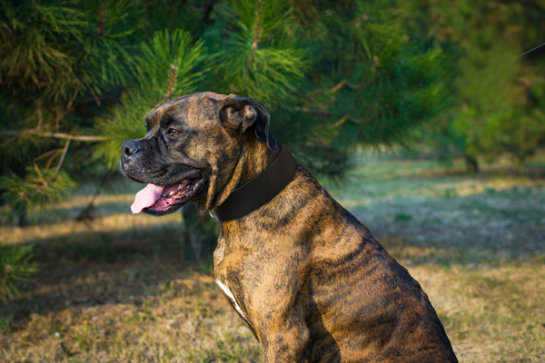 Design Leather Dog Collar