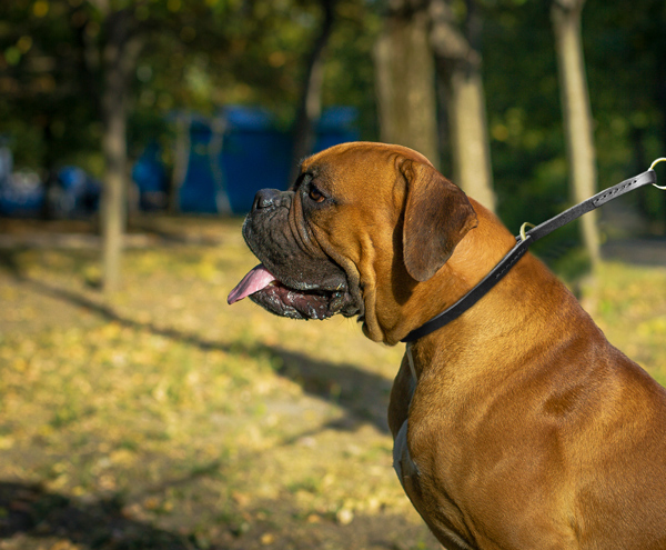 Stylish and Durable Leather Dog Collar