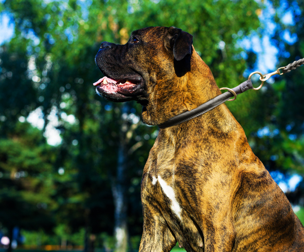 Walking Leather Dog Collar on Boxer