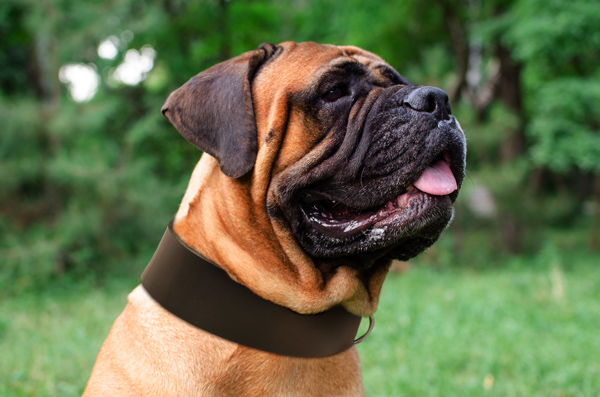 Wide Leather Dog Collar on Bullmastiff