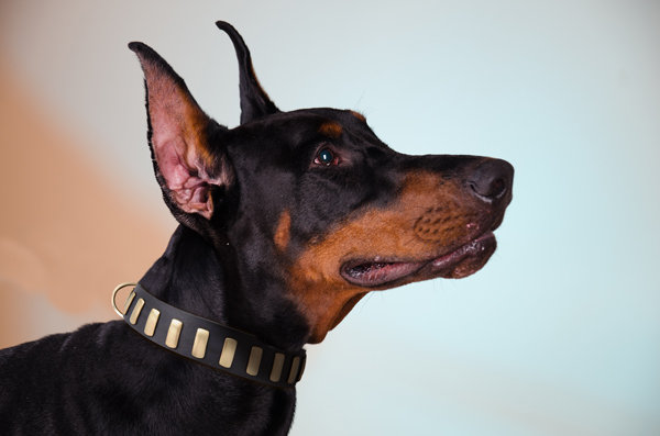 Leather Dog Collar on Doberman