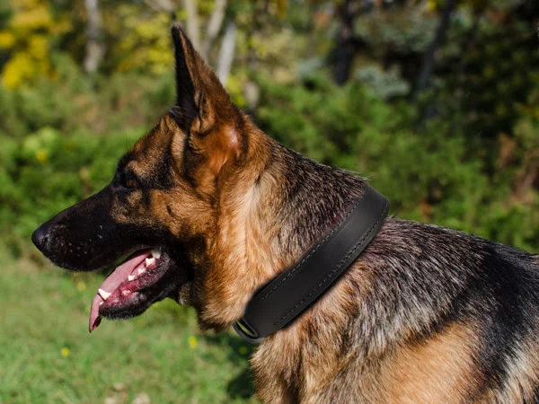 Walking Leather Dog Collar on German Shepherd