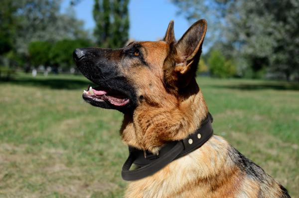 Attack Leather Dog Collar on German Shepherd