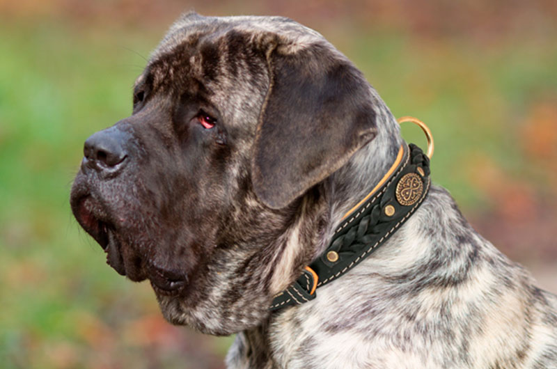 Luxurious Leather English Mastiff Collar for Royal Dog C43 1073 Royal leather collar 76.99