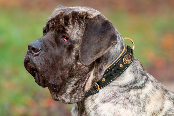 Walking Leather Dog Collar on Mastiff