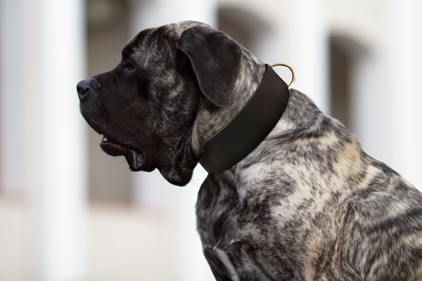Walking Dog Collar Made of Leather