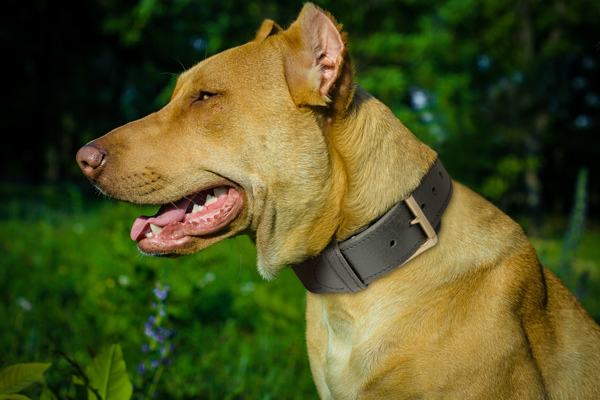 Strong Leather Dog Collar