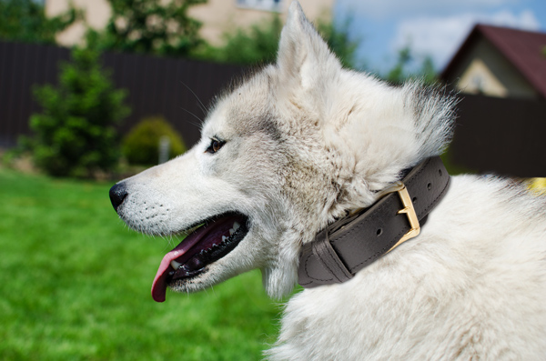 Reliable Leather Dog Collar on Siberian Husky